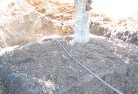 Black Foresttree-transplanting-4.jpg; ?>